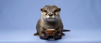 Adorable otter holding coffee cup on purple background for cute animal lover designs and marketing materials.