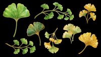 Ginkgo biloba leaves isolated on transparent background, ready for t-shirt design, clipart, stickers, sublimation and print-on-demand projects.
