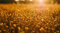 Golden sunset light illuminates dried wildflower field with warm bokeh effect creating dreamy autumn landscape for nature backgrounds and seasonal designs.