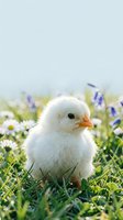 Young white chick with orange beak standing in spring meadow surrounded by white daisies and purple wildflowers, ideal for Easter and farm themes.