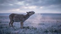 Young calf breathing in cold morning air with visible vapor on frosty grassland during dawn twilight creating atmospheric farm scene.