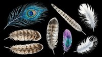 Feather collection featuring peacock, pheasant, and decorative plumes isolated on transparent background. Ready for t-shirt design, clipart, stickers, sublimation, and print-on-demand projects.