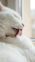 White cat with tongue out licking paw in close-up profile view near window. Grooming, pet care, and feline behavior concept for animal lovers and pet-related projects.
