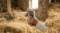 Young gray kitten held in human hands inside rustic barn filled with hay and wooden beams, suitable for pet care, agriculture, and animal welfare content.