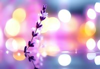Purple lavender silhouette against dreamy pastel bokeh background with soft pink and golden light circles creating magical atmospheric nature scene.
