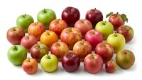 Fresh colorful apples collection with red green yellow varieties isolated on white background for healthy eating and nutrition concepts.