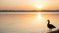 Silhouette of duck standing on lake shore during golden hour sunrise with calm water reflections and warm orange sky creating peaceful morning scene.