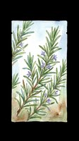 Watercolor rosemary branches with purple flowers, isolated on transparent background, ready for stickers, print on demand, sublimation, T-shirt design, and clipart use.
