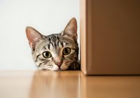 Tabby cat peeking over wooden surface next to cardboard box, curious feline expression, domestic pet photography for advertising and design projects.