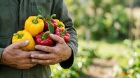Farmer holding fresh yellow and red bell peppers in hands at harvest time in vegetable garden, organic farming and sustainable agriculture concept.