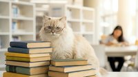 Fluffy Persian cat with glasses sitting on stack of books in library or study room with blurred woman reading in background for educational content.