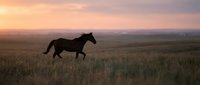 Wild horse silhouette galloping across open prairie grassland during golden hour sunset with dramatic sky and rolling hills in background.