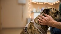 Man's hand gently stroking tabby cat indoors with warm string lights in background, conveying affection and pet care for holiday season.