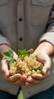 Person holding fresh white currants with green leaves in cupped hands, wearing neutral cardigan. Suitable for agriculture, farming, harvest, organic produce, and food industry marketing.