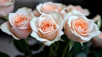 Delicate peach roses in full bloom against dark background, soft petals with gentle gradient from cream to salmon pink create romantic floral composition.
