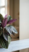 Calathea prayer plant with purple and green striped leaves in modern home interior decor setting on marble surface near window with natural light.