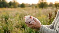 Young piglet held in farmer's hands against rural cornfield background during golden hour sunset. Agricultural livestock concept.
