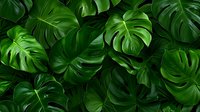 Lush green monstera deliciosa leaves creating natural pattern background. Tropical philodendron plant foliage with distinctive splits and holes for nature designs.