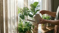 Woman watering indoor plants with metal watering can by sunny window. Home gardening, plant care and urban jungle lifestyle concept for wellness.