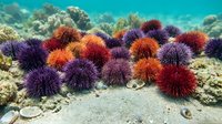 Colorful sea urchins cluster on ocean floor with coral reef background. Vibrant purple, orange and red spiny marine creatures in underwater ecosystem.