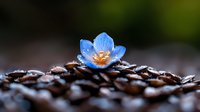 Delicate blue wildflower blooming among dark pine cones on forest floor, macro nature photography with shallow depth of field and soft bokeh background.