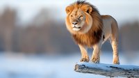 Majestic male lion with full mane standing on snowy log in winter landscape, wildlife portrait for nature and animal design projects.