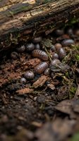 Pill bugs woodlice roly poly insects crawling on decomposing log in forest floor ecosystem with moss and organic matter for nature education materials.
