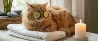 Relaxed orange tabby cat with cucumber slices on eyes enjoying spa treatment on white towels with candle and bamboo in peaceful wellness setting.