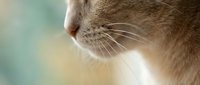 Close-up profile of orange tabby cat with white whiskers and soft fur in natural lighting for pet care and feline photography projects.