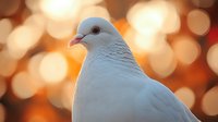 White dove portrait against warm bokeh background with soft orange sunset glow, peaceful nature scene showing gentle bird profile with detailed feathers.