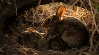 Wild rabbit mother with baby bunnies in natural nest burrow during golden hour sunset light creating warm family scene in woodland habitat.