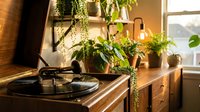 Vintage turntable on wooden cabinet with hanging plants in sunlit room creating cozy retro atmosphere for music lovers and vinyl collectors.