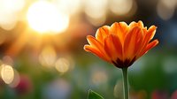 Vibrant orange marigold flower in full bloom against blurred bokeh background with warm sunset glow, macro photography capturing delicate petals and natural lighting.