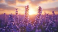 Purple lavender flowers in field at sunset with golden sunlight creating dreamy atmosphere for wellness and aromatherapy backgrounds.