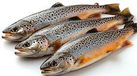 Fresh raw brown trout with spotted pattern on white background, whole uncooked fish with bright scales and orange undertones arranged in row for culinary use.
