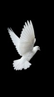 White dove flying with spread wings isolated on black background symbolizing peace, freedom and spirituality for religious and conceptual designs.
