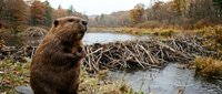 Beaver sitting by wooden dam in autumn wetland with colorful fall foliage and calm water reflecting seasonal landscape for wildlife and nature themes.