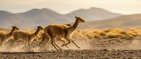 Vicuñas running across arid landscape at golden hour with mountain backdrop in South American highlands during sunset migration.