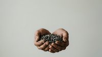 Hands holding sunflower seeds against neutral background, representing agriculture, harvest, farming, organic produce, and sustainable food production for commercial use.