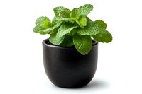 Fresh mint leaves growing in small black ceramic pot isolated on white background. Aromatic herb for cocktails, tea and culinary use.
