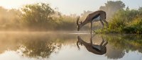 Springbok antelope drinking at waterhole with perfect reflection during golden hour sunrise in African savanna wilderness.