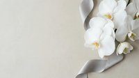 White orchid flowers with elegant silk ribbon on neutral beige background for wedding invitations, spa treatments and luxury branding projects.