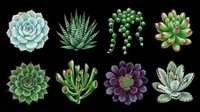 Watercolor succulent plants set isolated on transparent background, ready for t-shirt design, stickers, clipart, print on demand, and sublimation projects.