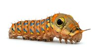 Caterpillar larva with orange and brown segmented body covered in spiky protrusions and distinctive large eye spot, isolated on white background for educational and nature content.
