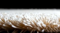 Extreme close-up macro photography of white coral mushroom or fungus showing delicate texture and patterns against dark background, natural abstract design.