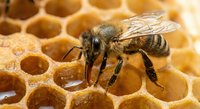 Honeybee worker collecting nectar on golden hexagonal honeycomb cells in beehive. Natural honey production and beekeeping agriculture concept.