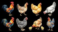 Colorful rooster and hen clipart set with eight farm poultry illustrations, isolated on transparent background, ready for stickers, t-shirt design, and print on demand.
