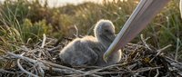 Fluffy gray swan cygnet chick resting in natural nest made of twigs and dried grass during golden hour sunset light in wetland marsh habitat.