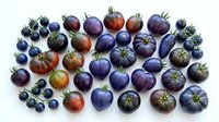 Purple and blue heirloom tomatoes variety collection isolated on white background showcasing organic vegetable diversity for healthy cooking and gardening.