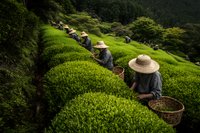 Asian farmers in conical straw hats harvesting green tea leaves on terraced hillside plantation, working in traditional agricultural landscape.